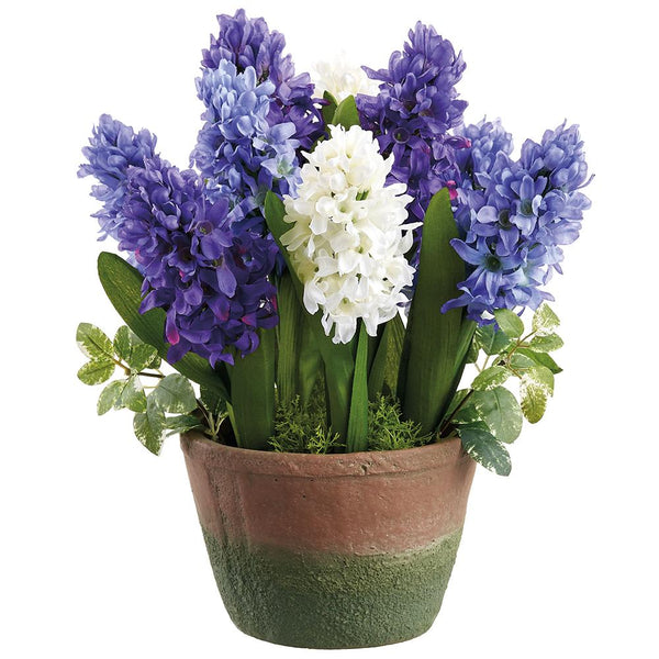Potted plant with purple and white hyacinth flowers on a white background