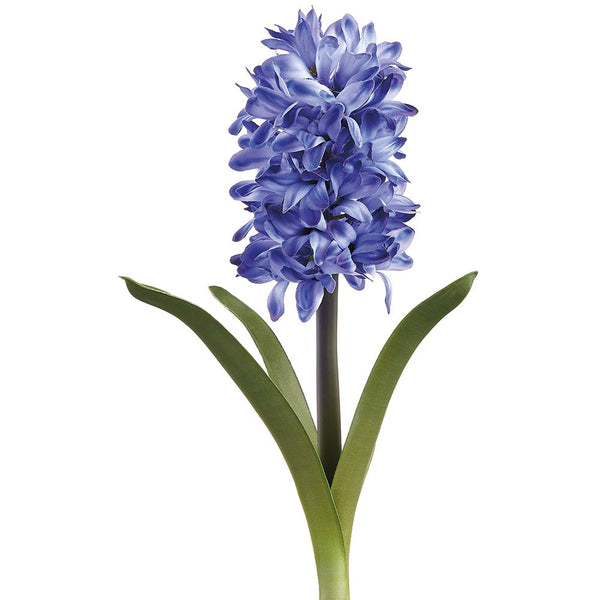 Blue hyacinth flower with green leaves on a white background