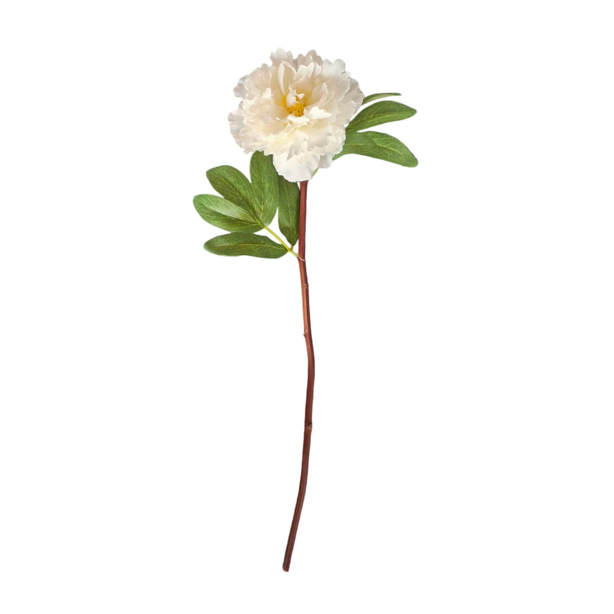 Peony Stem