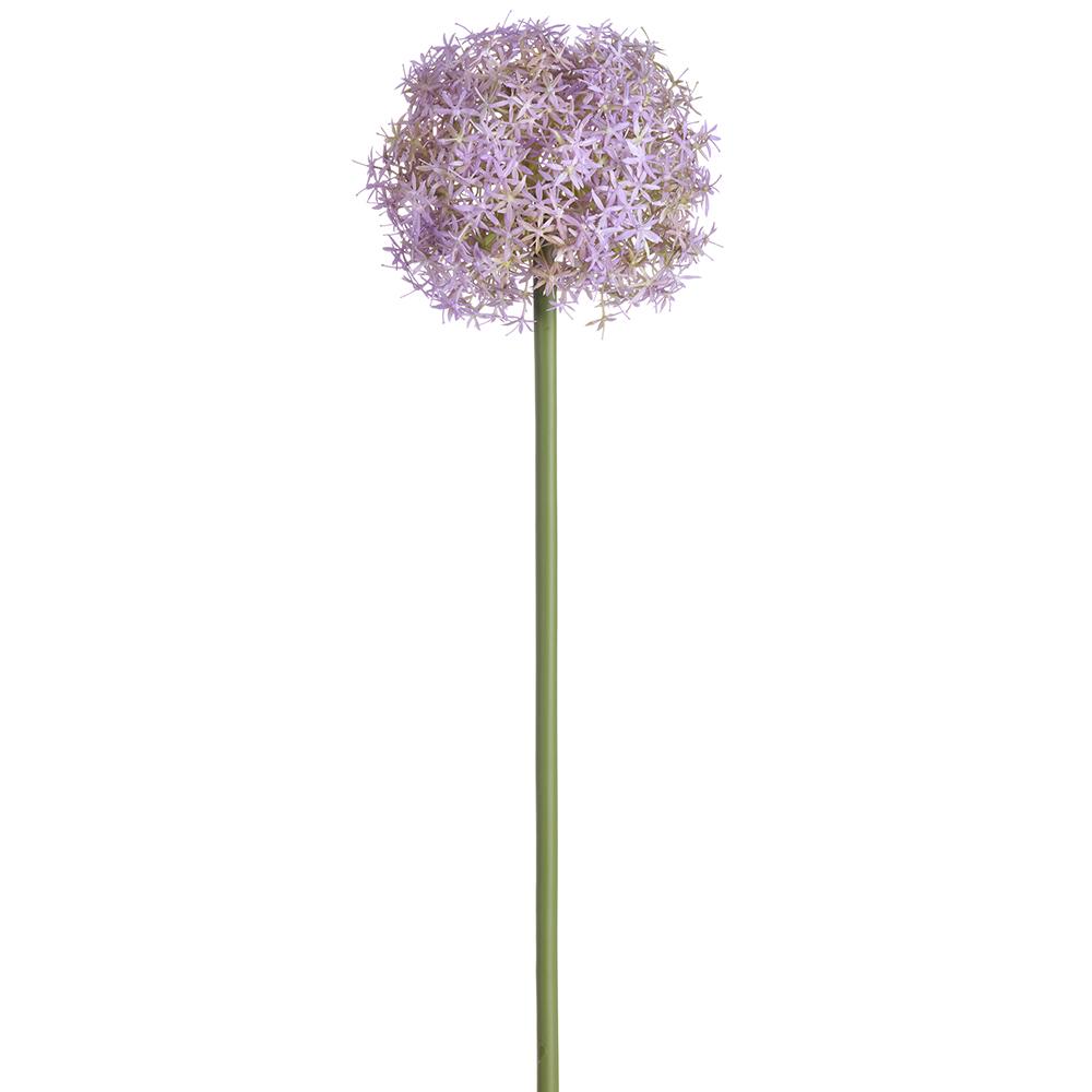 Lavender allium flower on a white background