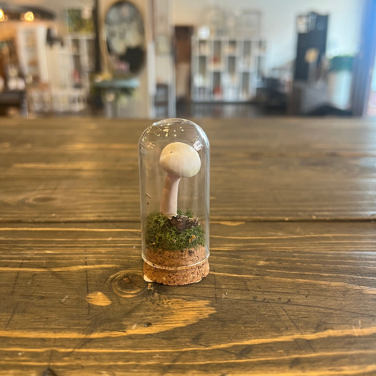 Handmade Small Ecoclay Mushroom Terrariums