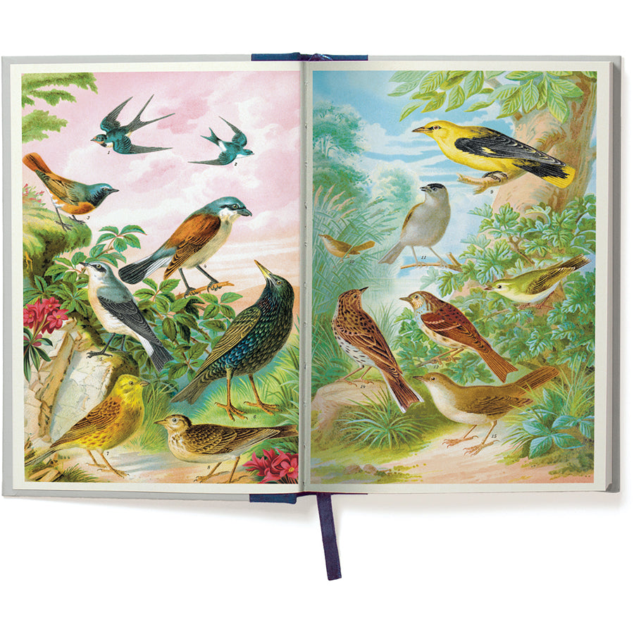 Open book with illustrations of birds on each page