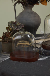 Millipede Cloche