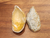 Oyster Shell Dish