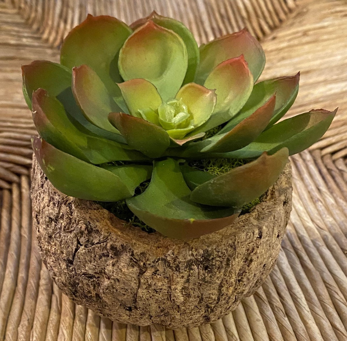 Mayan Coconut w/ Faux Succulent