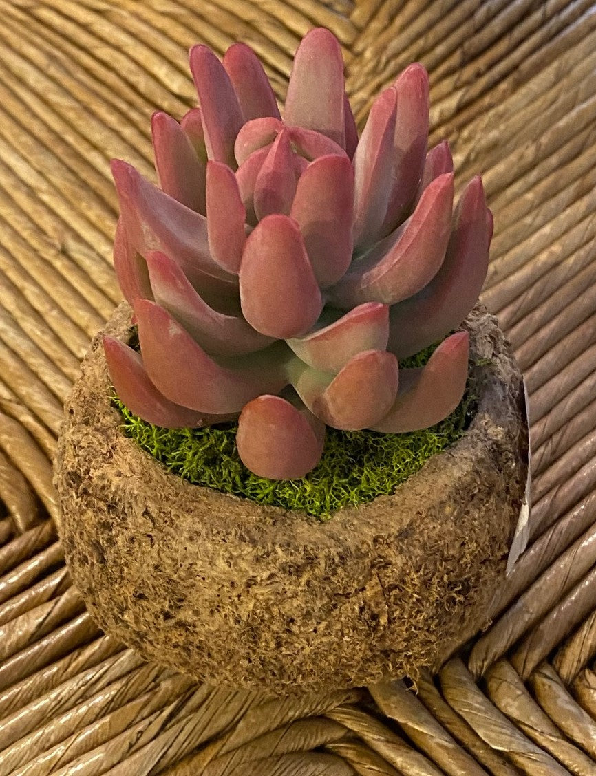 Mayan Coconut w/ Faux Succulent