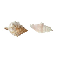 Shell