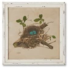 Framed Aviary - Wood Thrush Nest