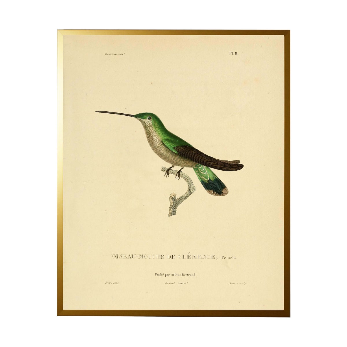 Antique Curiosities Hummingbird Vintage Print Wall Art