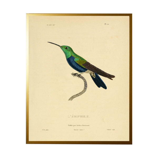 Antique Curiosities Hummingbird Vintage Print Wall Art