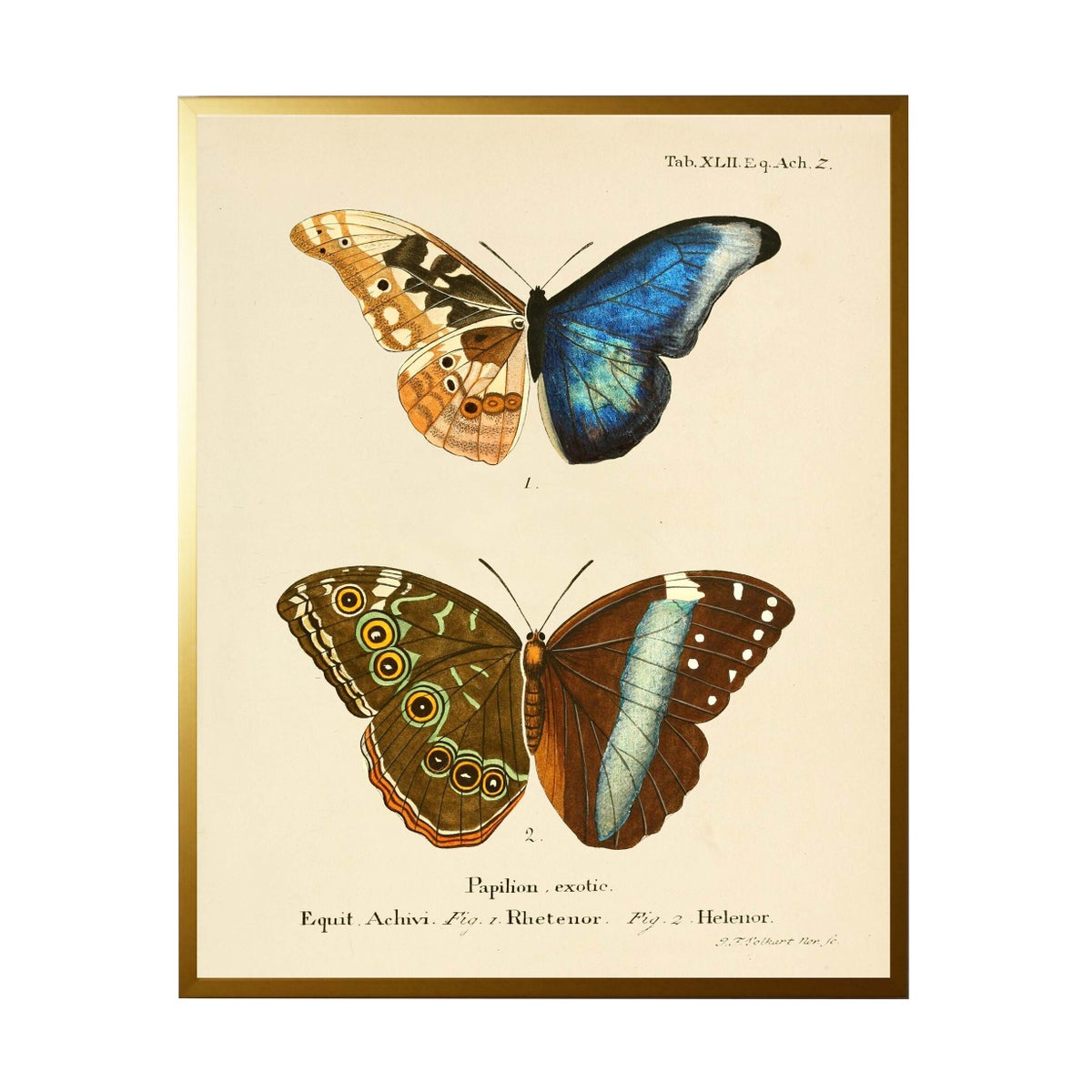 Butterfly Wall Art